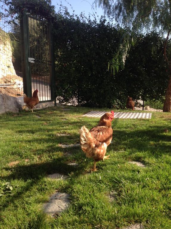 Agriturismo Da Lui Bordighera Eksteriør billede